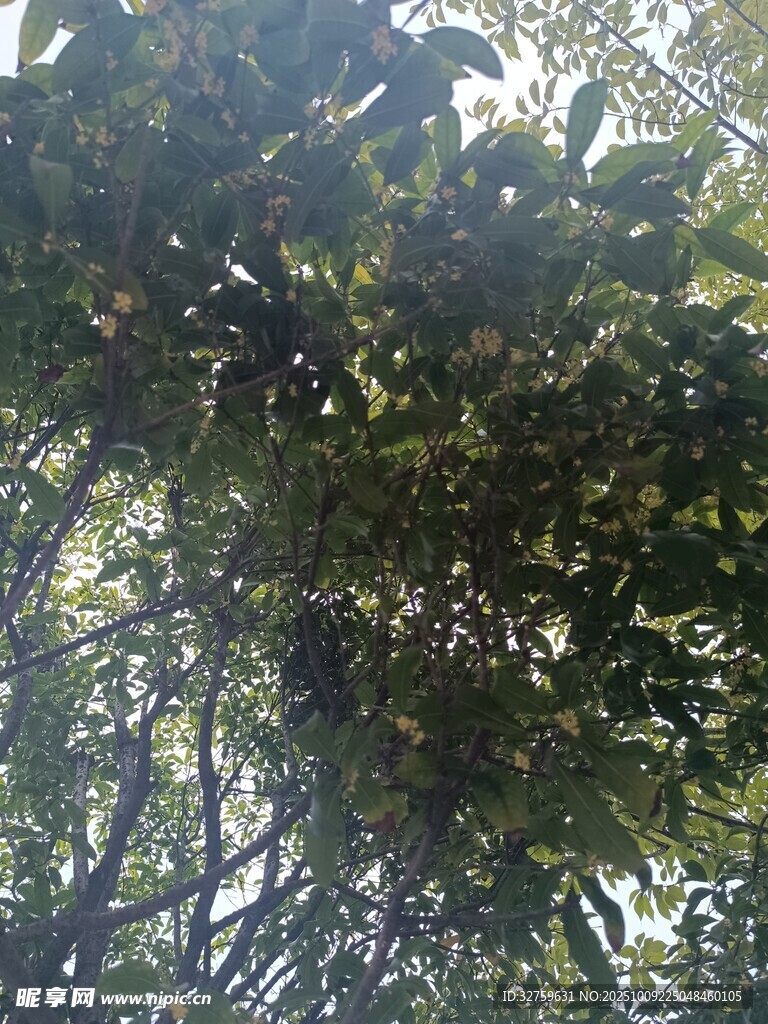 茂密树林中的光影景致
