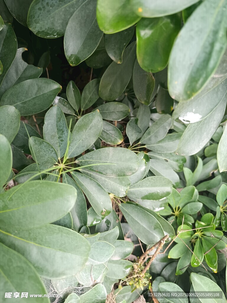 绿叶繁茂的植物景象