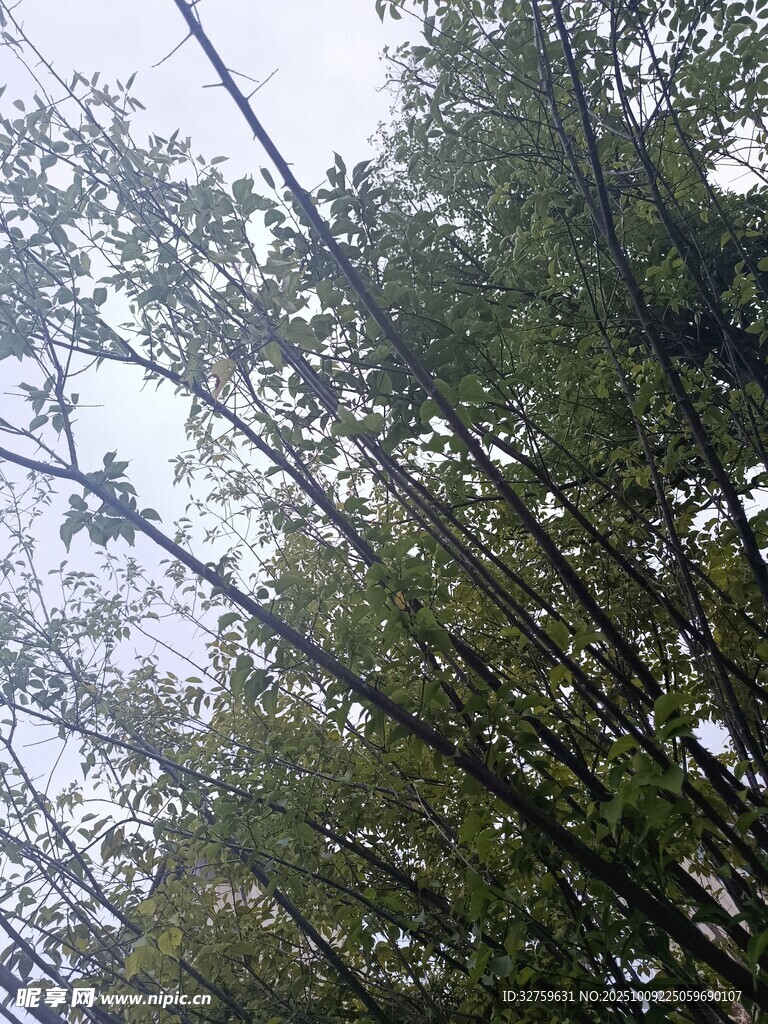 仰视茂密树林枝叶