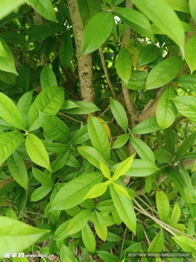 茂密绿植