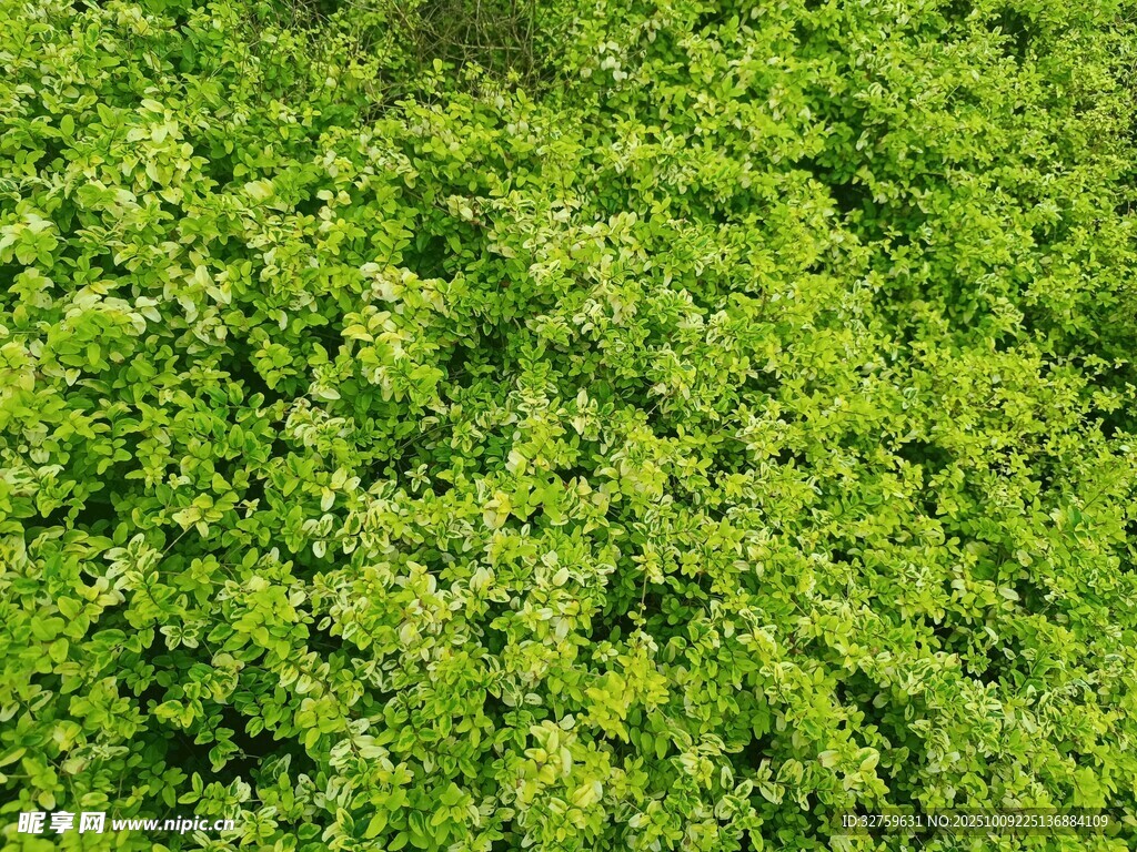 翠绿繁茂的绿植景观