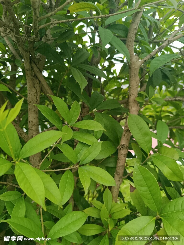 茂密绿叶中的树木枝干
