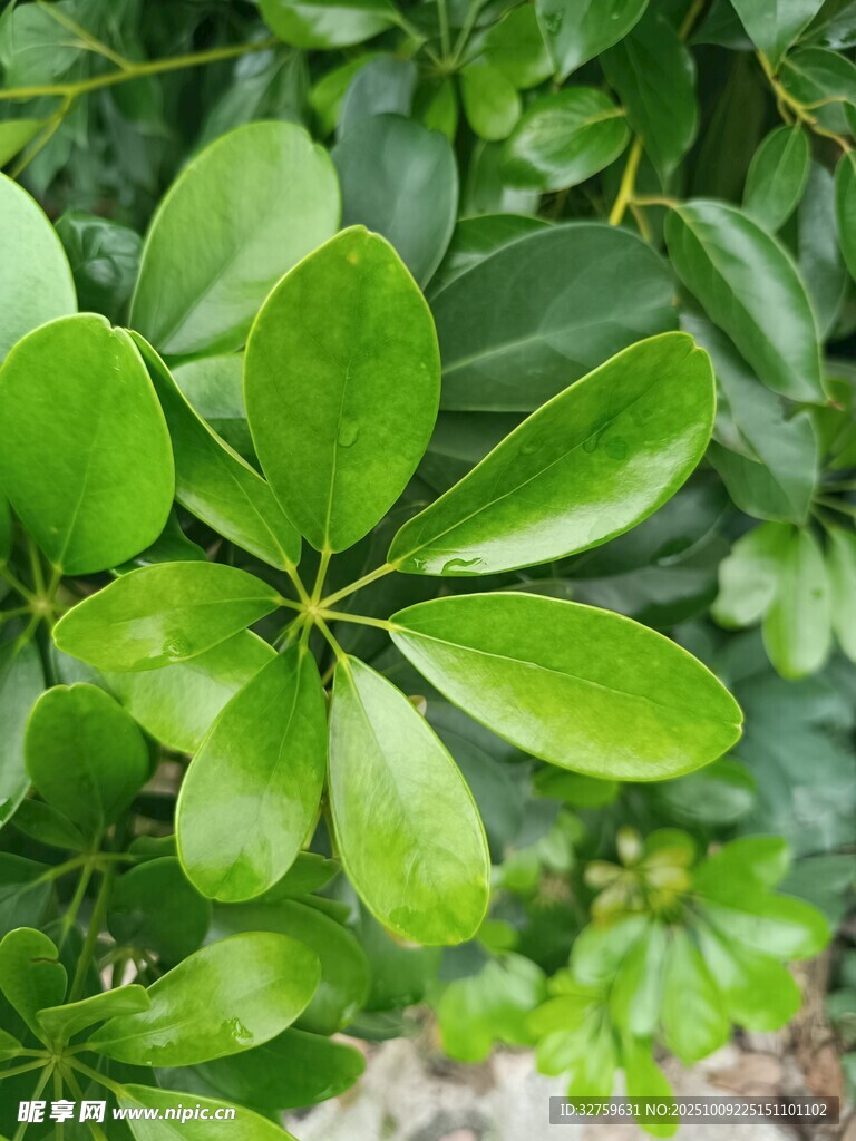 翠绿鹅掌柴叶片特写