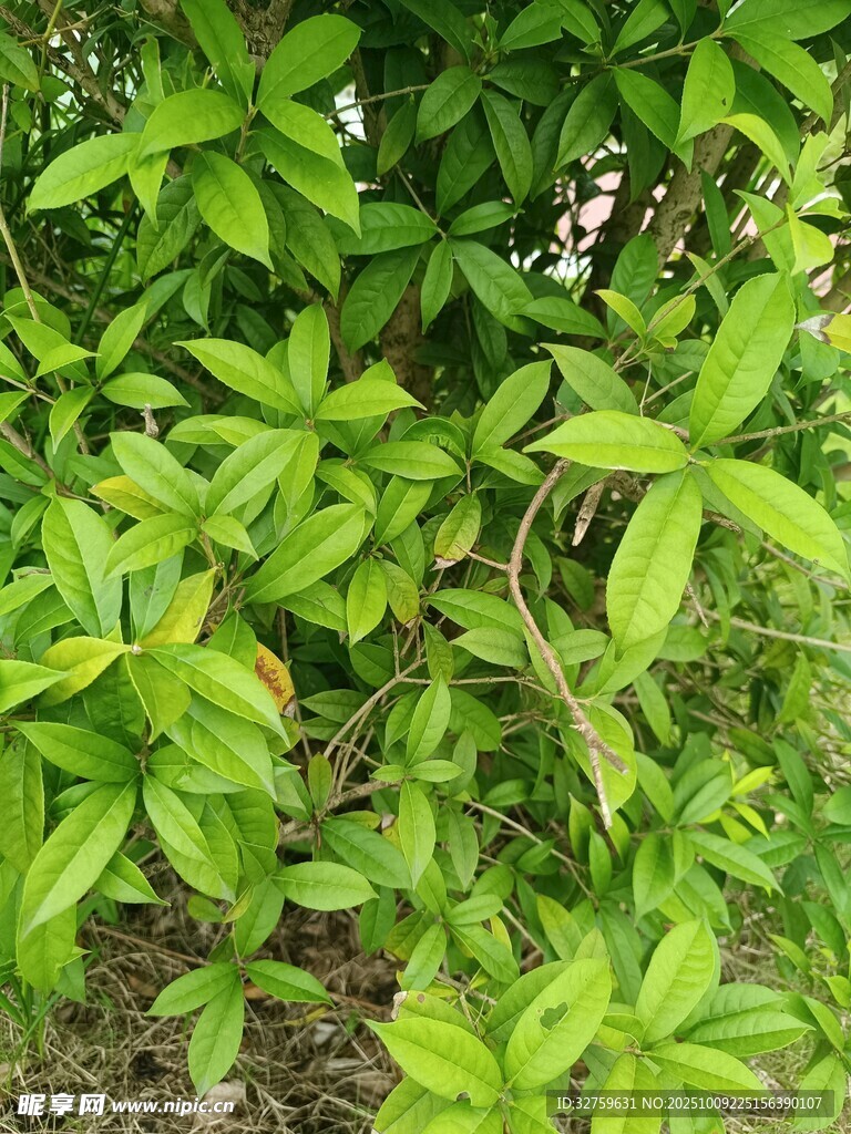 翠绿繁茂的植物叶片
