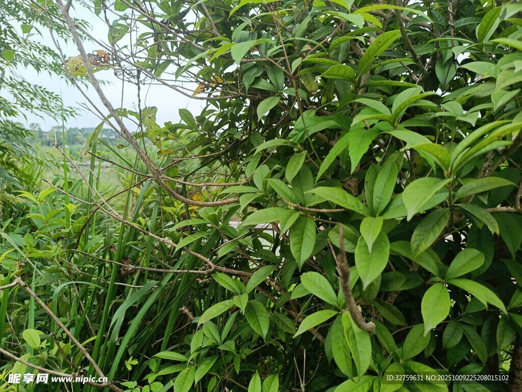 繁茂绿植景观