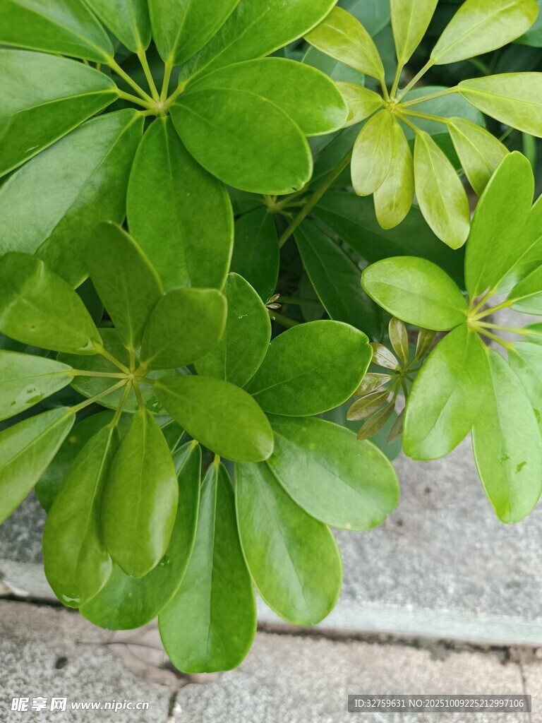 翠绿鹅掌柴叶片特写