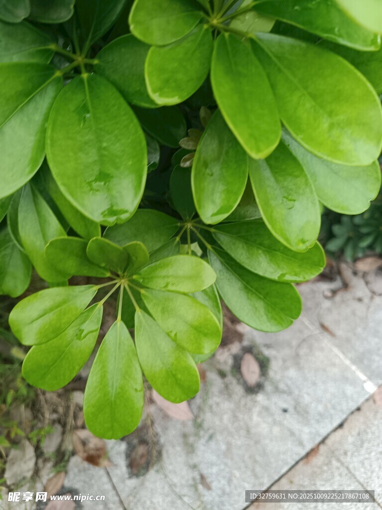 翠绿叶片的生机植物