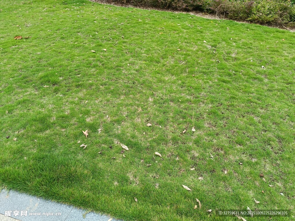 翠绿草坪近景