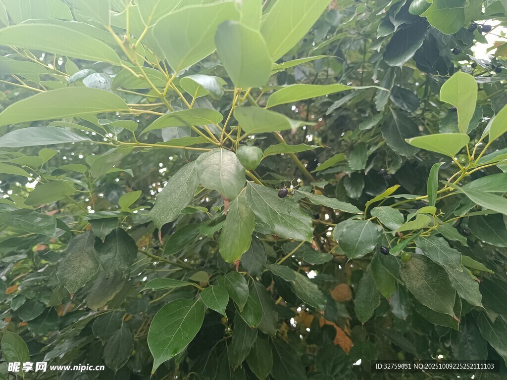 枝叶间的白色网状物