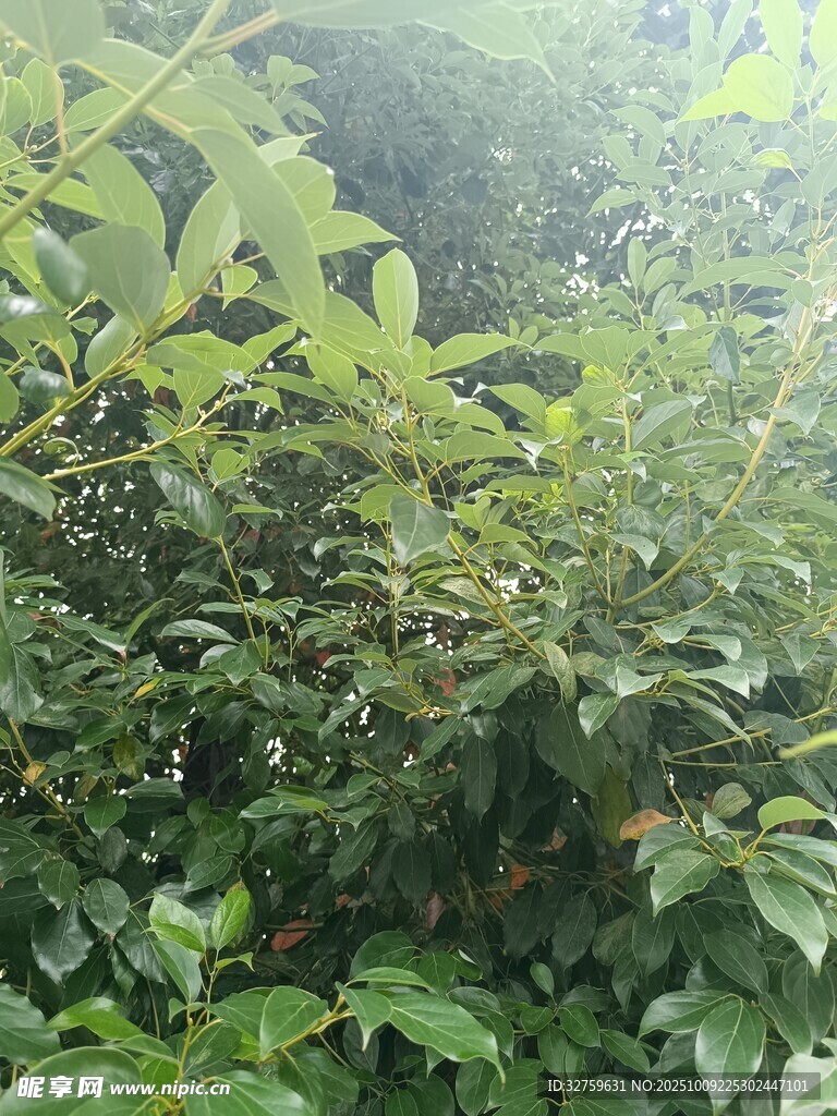 茂密绿植景观