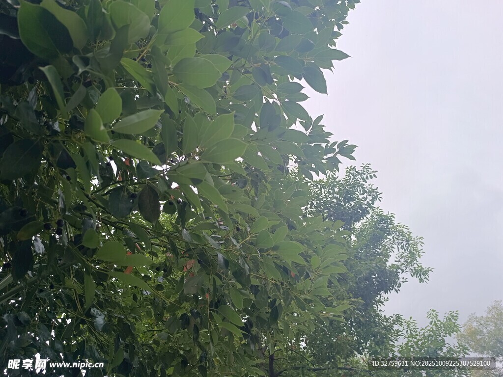 繁茂绿树 