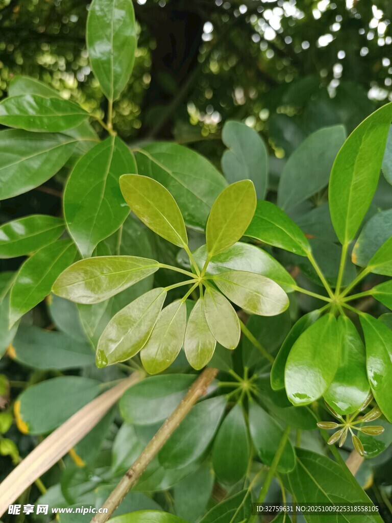 绿叶繁茂的植物特写