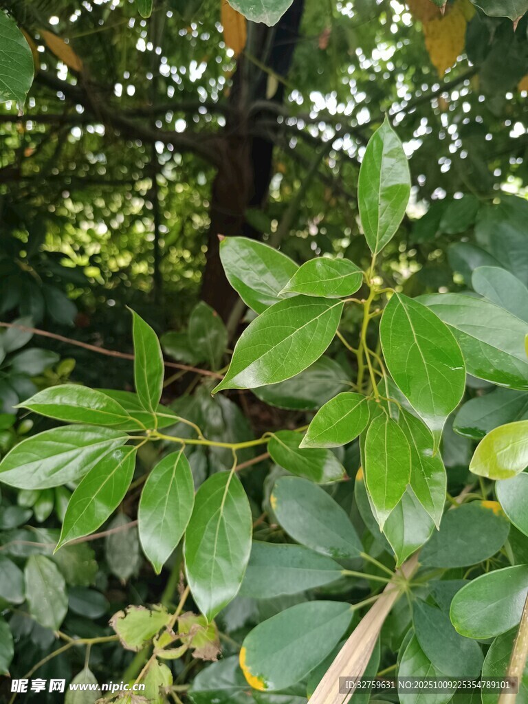 绿叶繁茂的植物景象