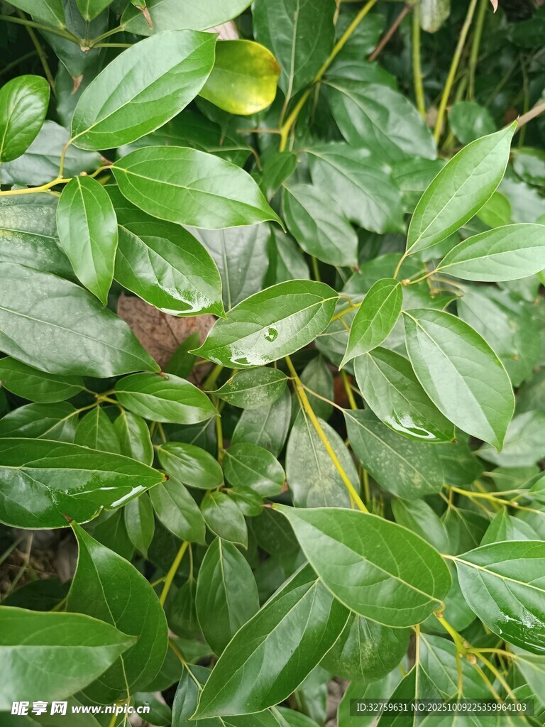 翠绿繁茂的植物叶片