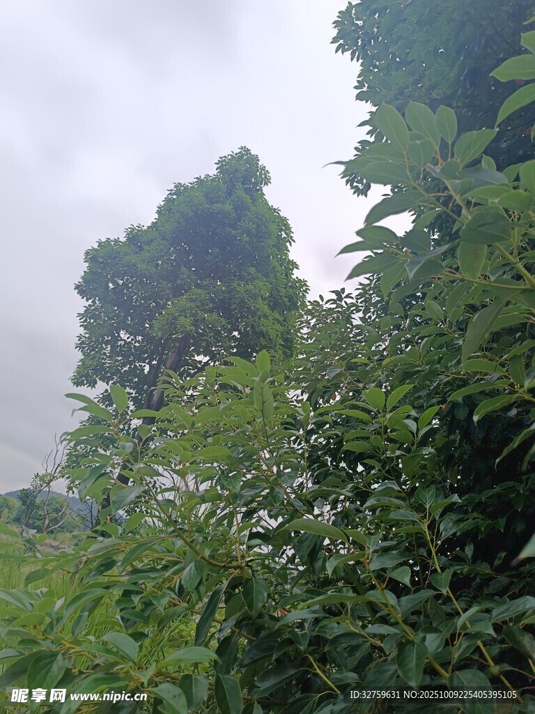 茂密绿植中的朦胧天空