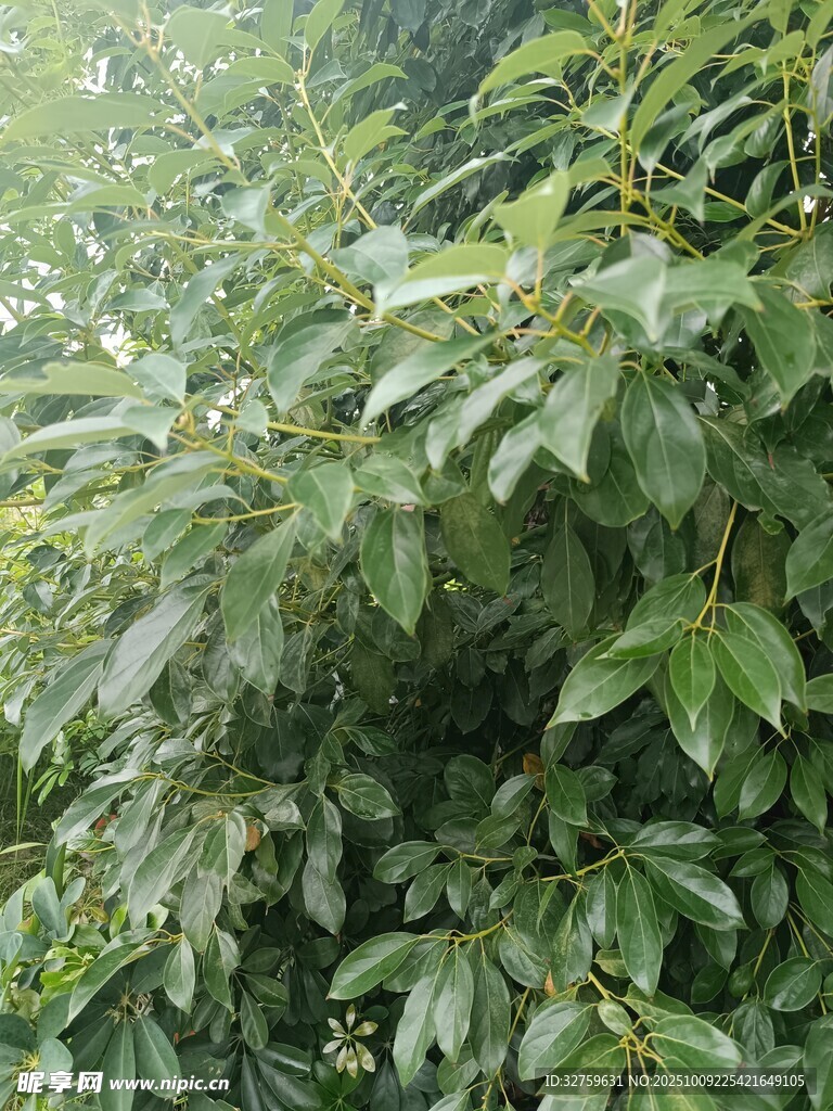 茂密绿叶植物景观