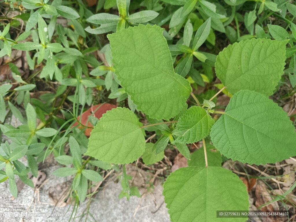 绿叶植物生机盎然