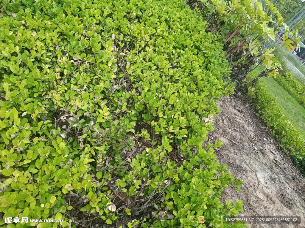 绿意盎然的繁茂植物景观