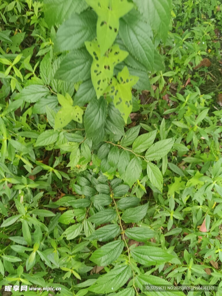 繁茂绿植景观