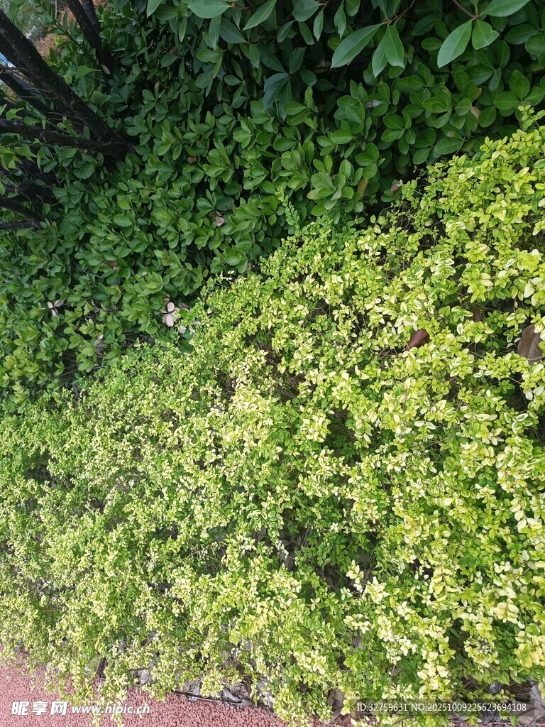 翠绿繁茂的植物景观