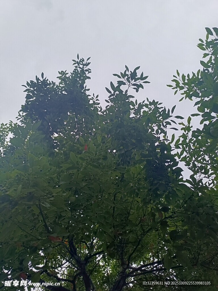 雨中葱郁树木