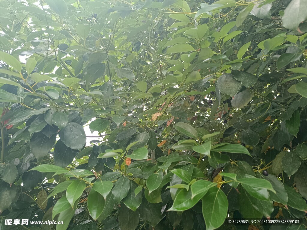 雨中葱郁绿植景观
