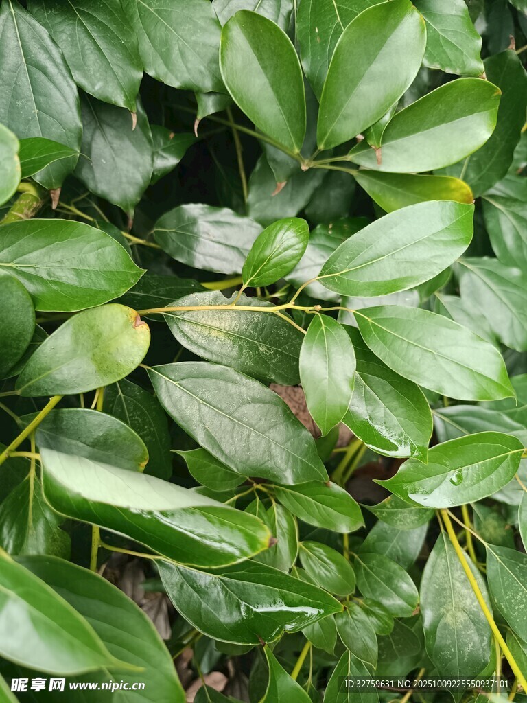 翠绿叶片植物特写