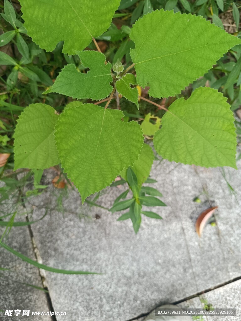 石板旁的翠绿叶片