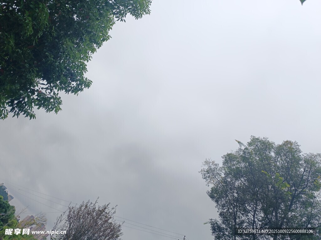 雾中树木景象