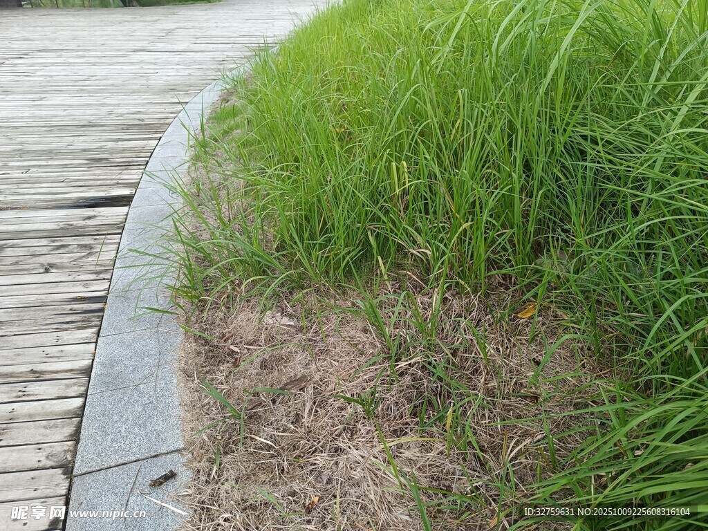 木栈道旁的翠绿草丛