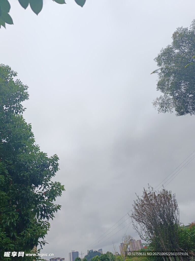 雾中树木景观