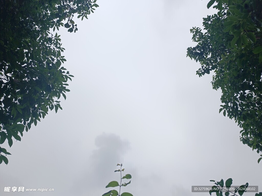 雾中树梢景象