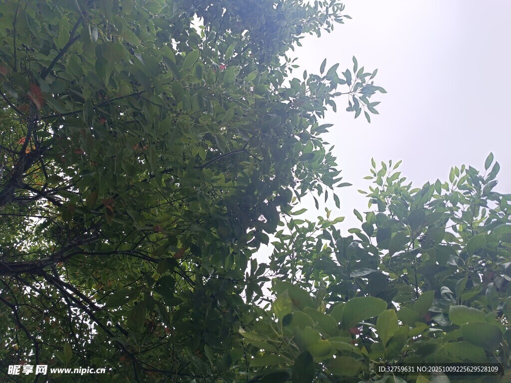 繁茂绿树 