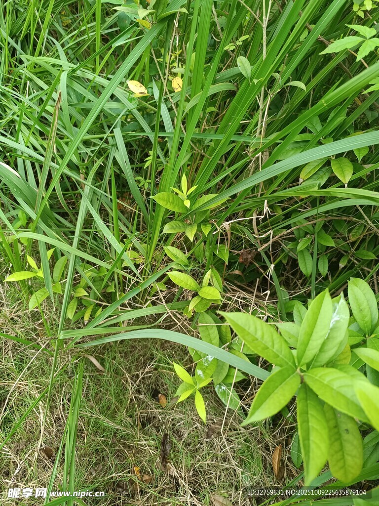 翠绿繁茂的多样植物景观