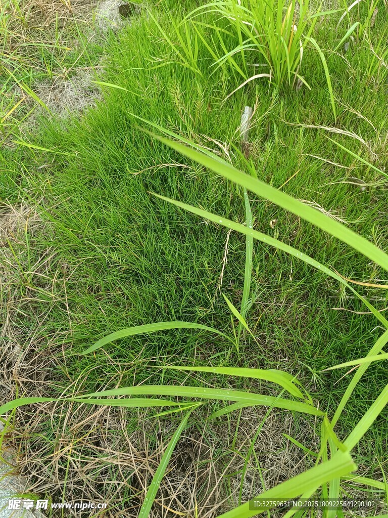 嫩绿草丛中的细长叶片