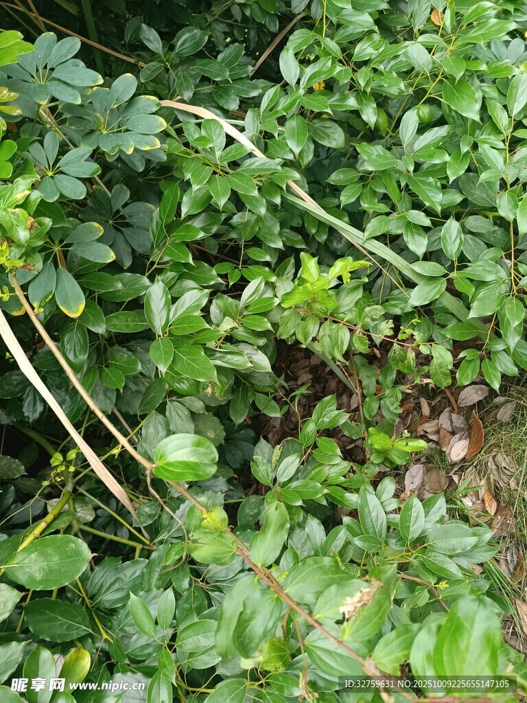 绿叶繁茂的植物景象