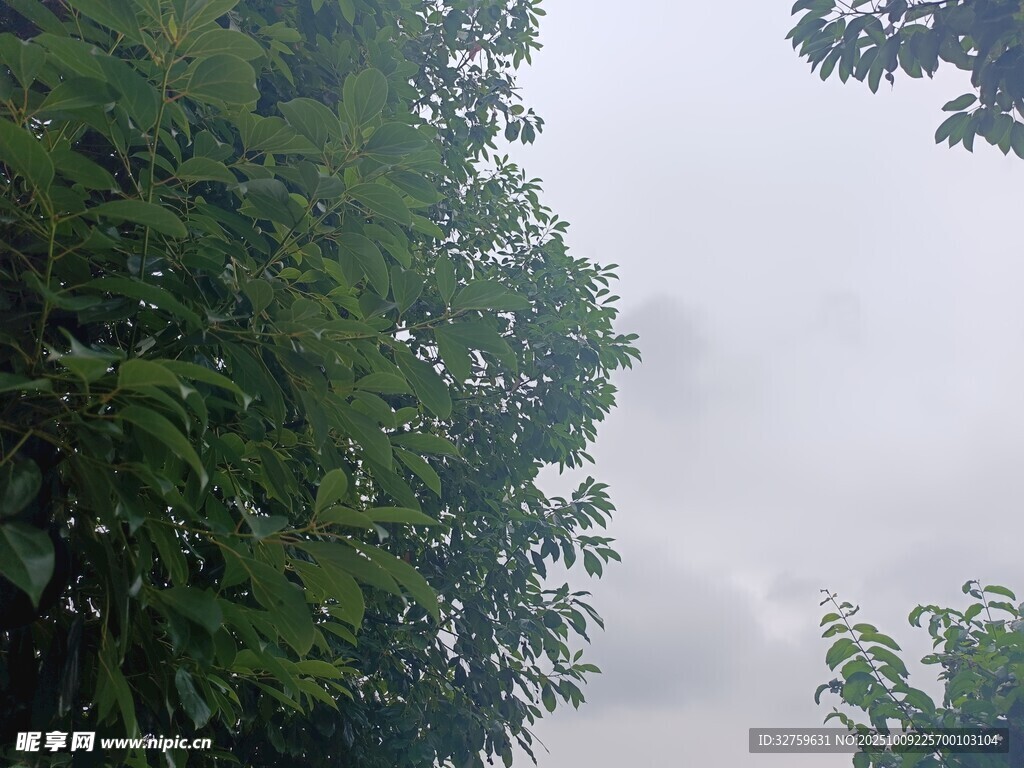 绿树映天的自然景致