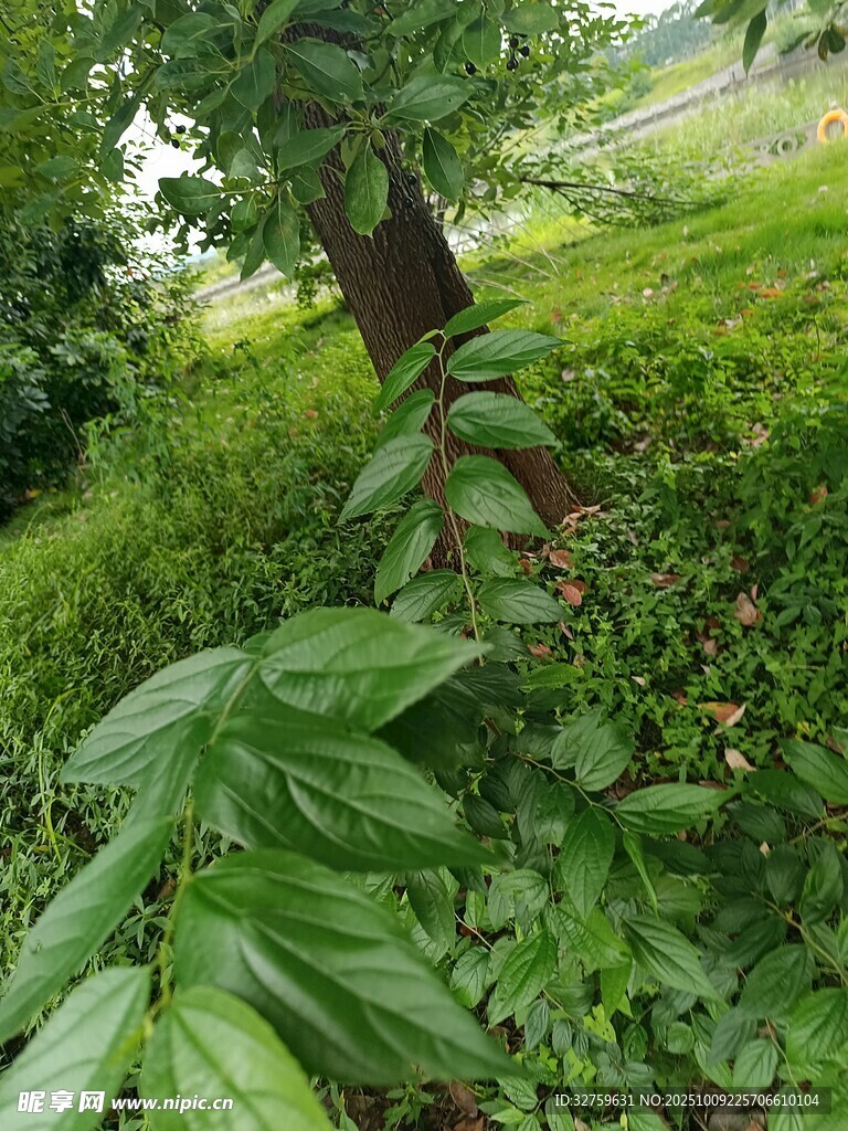 绿意盎然的繁茂植物景观