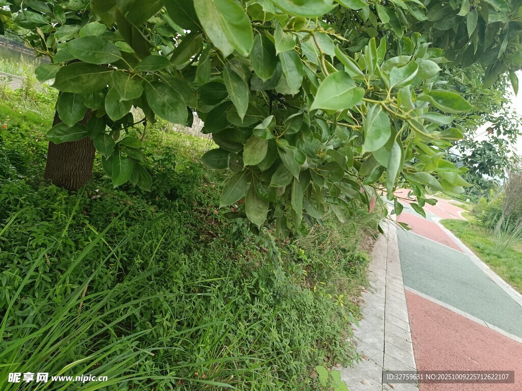 路边绿植景观