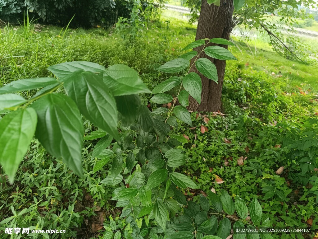 树下繁茂绿植景观