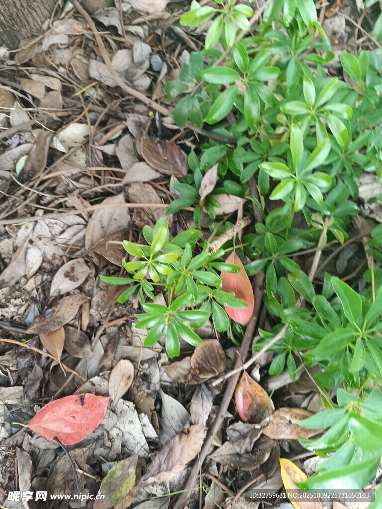 地面上的绿植与落叶