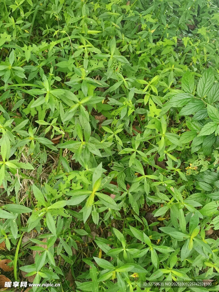 嫩绿繁茂的植物丛