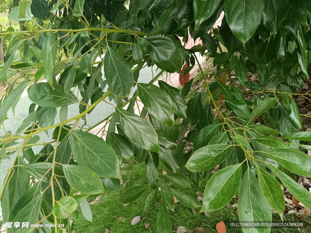 翠绿繁茂的植物枝叶