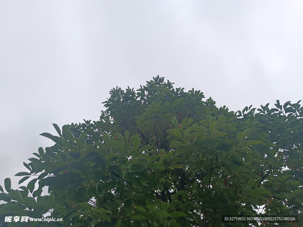 仰视茂密树冠