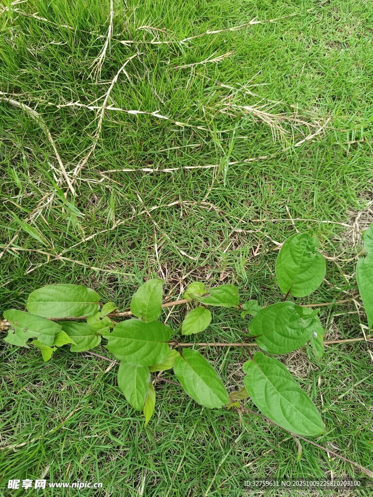 草地上的嫩绿植物