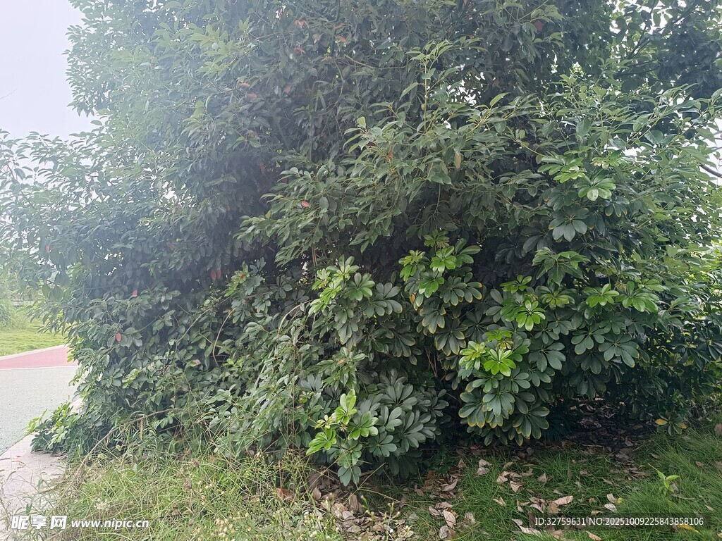 茂密绿植 