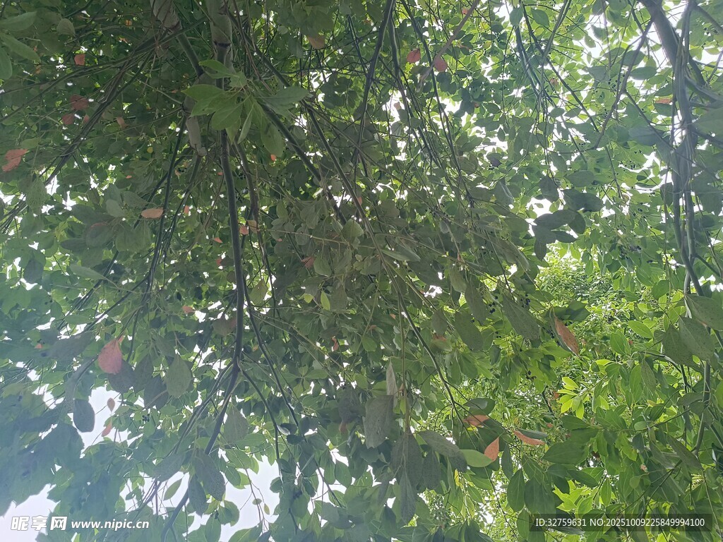 仰视茂密树林绿意盎然