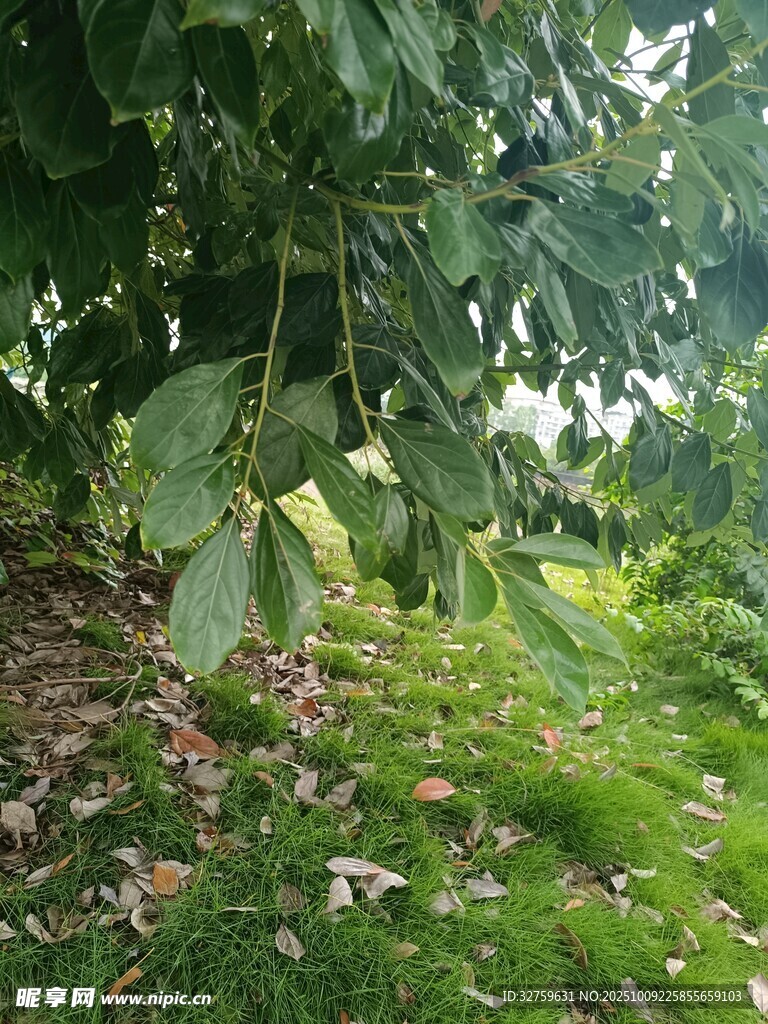 繁茂树林中的绿植景观
