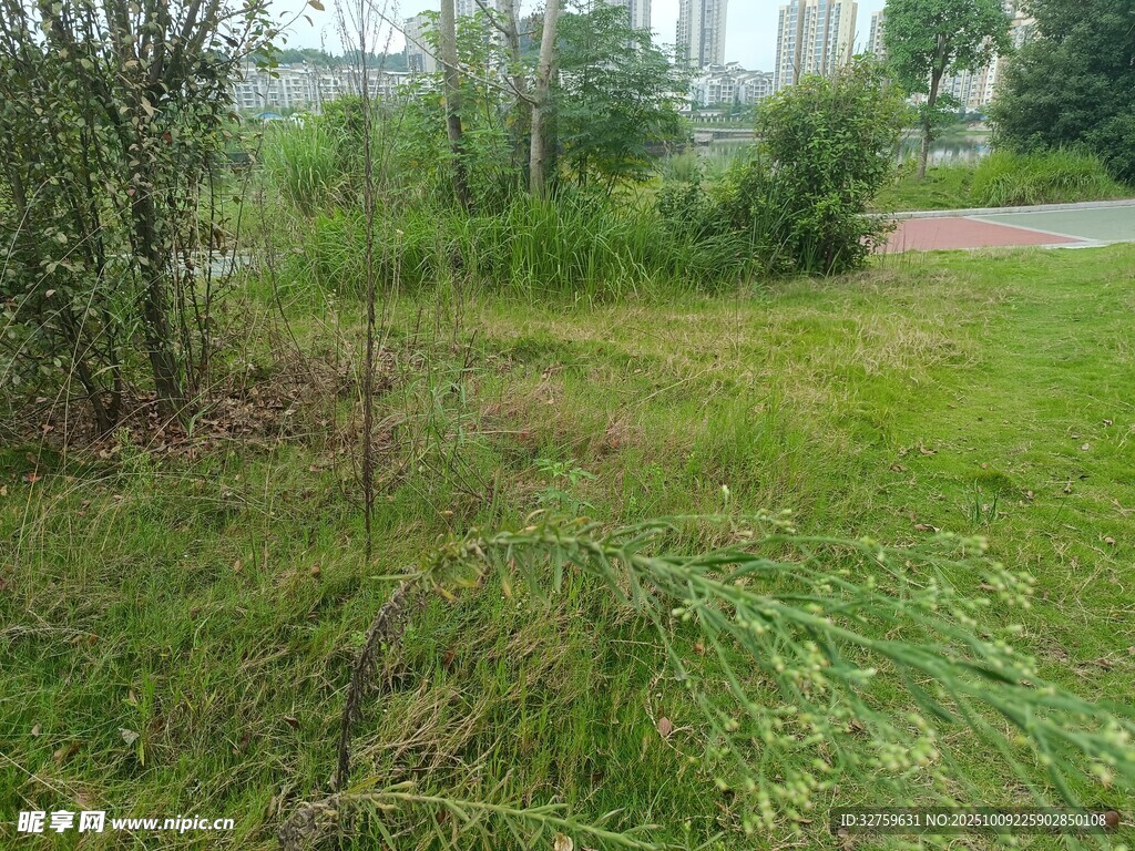 户外草地树林自然景象