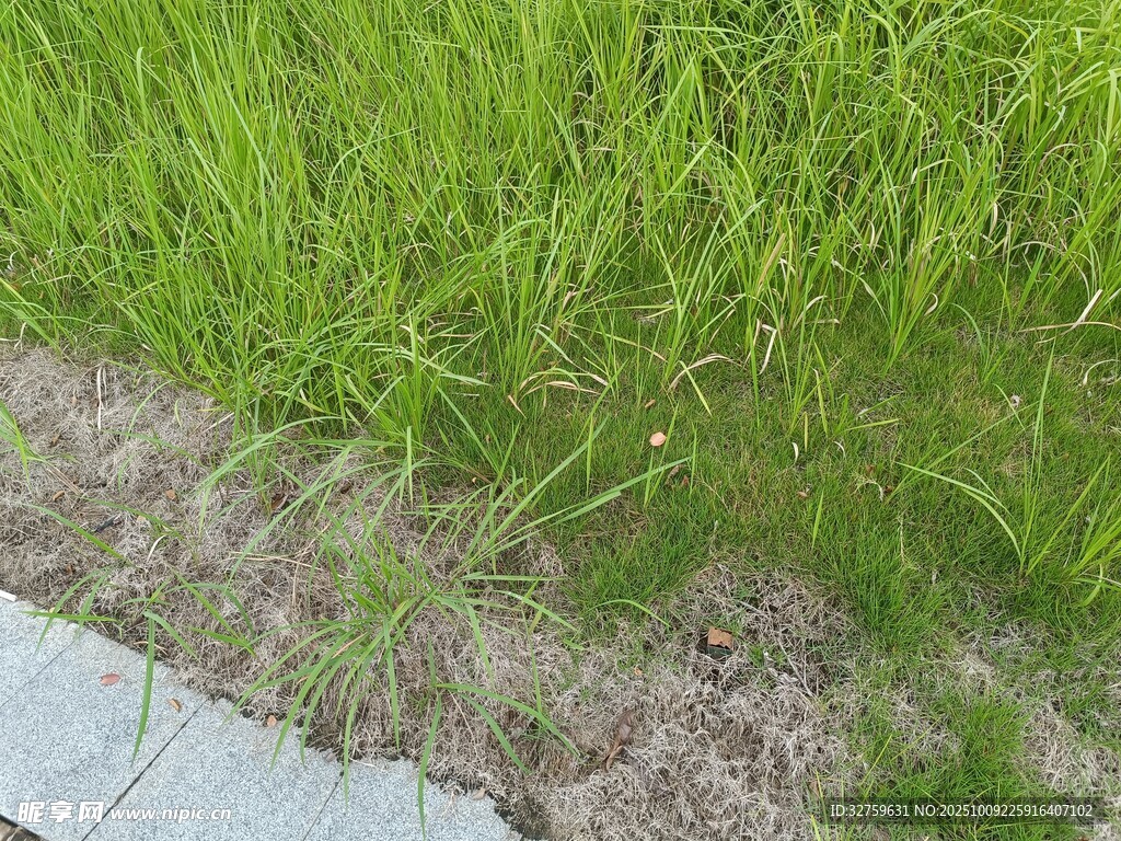 路边嫩绿青草